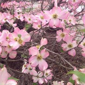 Meet your Posher, Cici